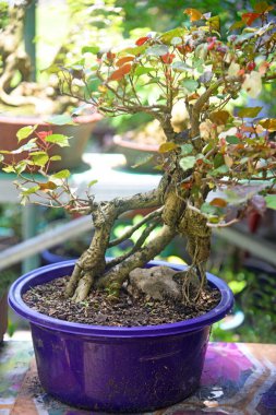 Ayrıntılı olarak Bonsai Ağacı ve kapatın