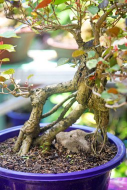Ayrıntılı olarak Bonsai Ağacı ve kapatın