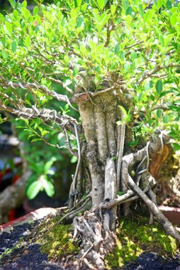 Ayrıntılı olarak Bonsai Ağacı ve kapatın