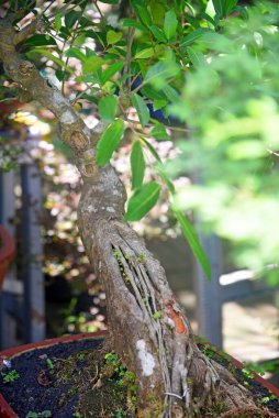 Ayrıntılı olarak Bonsai Ağacı ve kapatın
