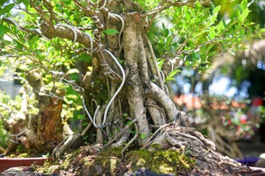 Ayrıntılı olarak Bonsai Ağacı ve kapatın