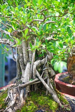 Ayrıntılı olarak Bonsai Ağacı ve kapatın