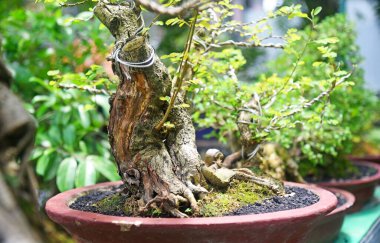 Ayrıntılı olarak Bonsai Ağacı ve kapatın