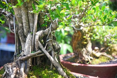 Ayrıntılı olarak Bonsai Ağacı ve kapatın