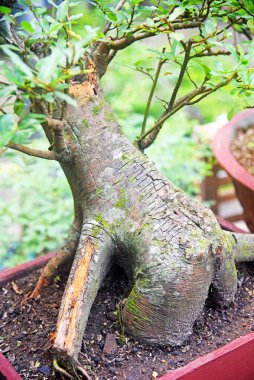 Ayrıntılı olarak Bonsai Ağacı ve kapatın