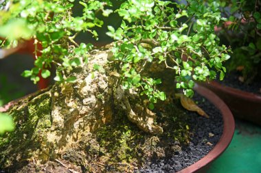 Ayrıntılı olarak Bonsai Ağacı ve kapatın