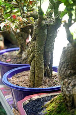 Ayrıntılı olarak Bonsai Ağacı ve kapatın