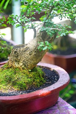 Ayrıntılı olarak Bonsai Ağacı ve kapatın