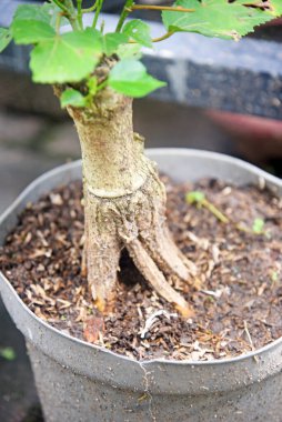 Ayrıntılı olarak Bonsai Ağacı ve kapatın