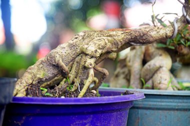 Ayrıntılı olarak Bonsai Ağacı ve kapatın