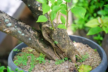 Ayrıntılı olarak Bonsai Ağacı ve kapatın