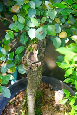 Ayrıntılı olarak Bonsai Ağacı ve kapatın