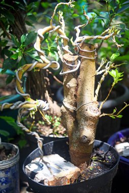 Ayrıntılı olarak Bonsai Ağacı ve kapatın