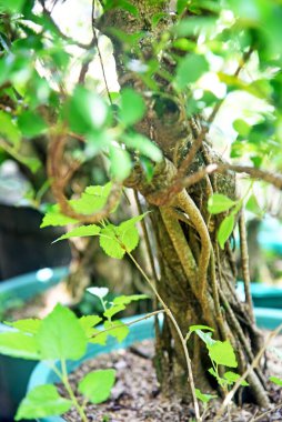 Ayrıntılı olarak Bonsai Ağacı ve kapatın