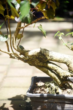 Ayrıntılı olarak Bonsai Ağacı ve kapatın