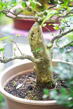 Ayrıntılı olarak Bonsai Ağacı ve kapatın