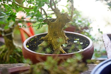 Ayrıntılı olarak Bonsai Ağacı ve kapatın