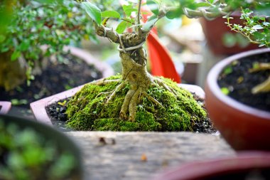 Ayrıntılı olarak Bonsai Ağacı ve kapatın