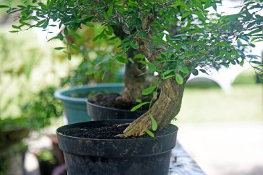 Ayrıntılı olarak Bonsai Ağacı ve kapatın