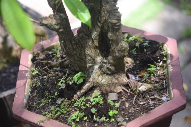 Ayrıntılı olarak Bonsai Ağacı ve kapatın