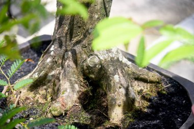 Ayrıntılı olarak Bonsai Ağacı ve kapatın