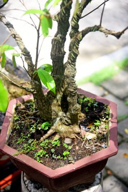 Ayrıntılı olarak Bonsai Ağacı ve kapatın