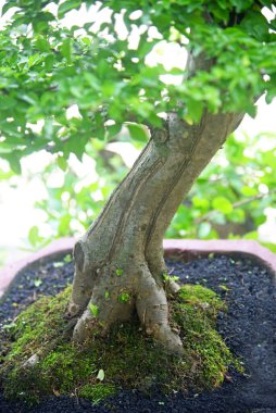 Ayrıntılı olarak Bonsai Ağacı ve kapatın