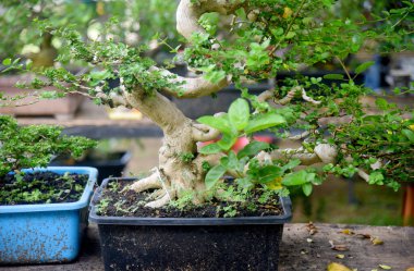 Ayrıntılı olarak Bonsai Ağacı ve kapatın