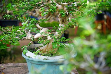 Ayrıntılı olarak Bonsai Ağacı ve kapatın