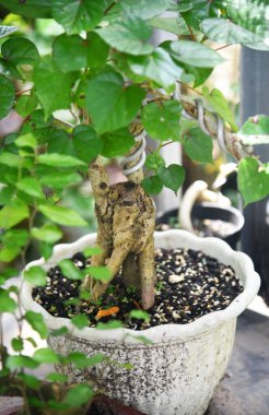 Ayrıntılı olarak Bonsai Ağacı ve kapatın