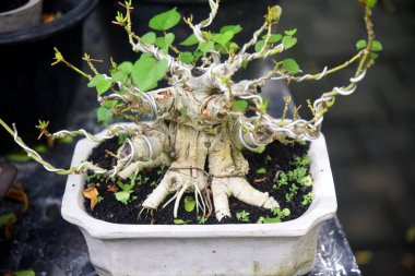 Ayrıntılı olarak Bonsai Ağacı ve kapatın