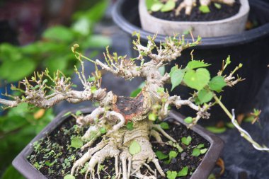 Ayrıntılı olarak Bonsai Ağacı ve kapatın