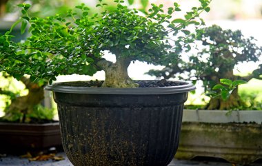 Ayrıntılı olarak Bonsai Ağacı ve kapatın