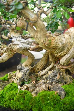 Ayrıntılı olarak Bonsai Ağacı ve kapatın