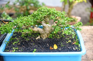 Ayrıntılı olarak Bonsai Ağacı ve kapatın