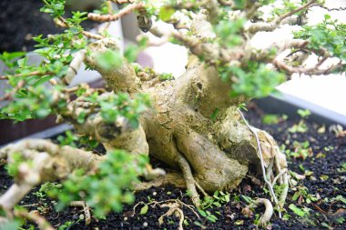 Ayrıntılı olarak Bonsai Ağacı ve kapatın