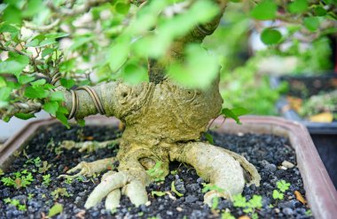Ayrıntılı olarak Bonsai Ağacı ve kapatın