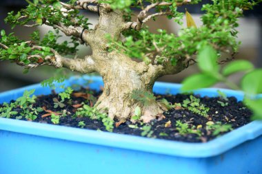 Ayrıntılı olarak Bonsai Ağacı ve kapatın