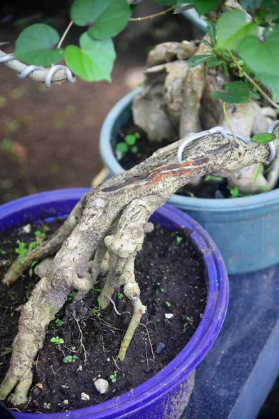 Ayrıntılı olarak Bonsai Ağacı ve kapatın