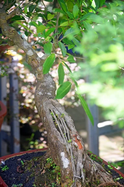 Ayrıntılı olarak Bonsai Ağacı ve kapatın