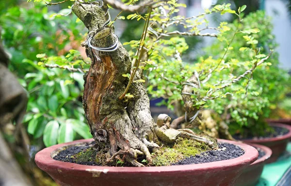 Ayrıntılı olarak Bonsai Ağacı ve kapatın