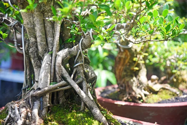 Ayrıntılı olarak Bonsai Ağacı ve kapatın