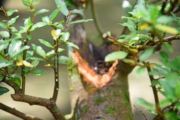 Ayrıntılı olarak Bonsai Ağacı ve kapatın