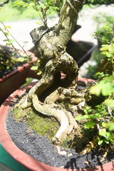 Ayrıntılı olarak Bonsai Ağacı ve kapatın