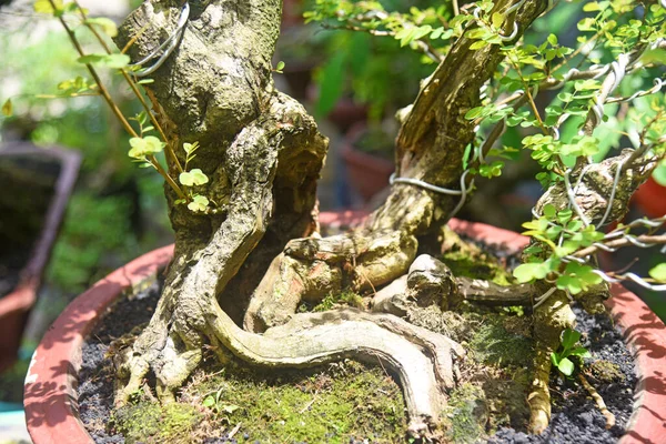 Ayrıntılı olarak Bonsai Ağacı ve kapatın