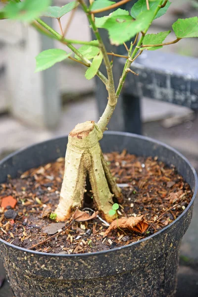 Ayrıntılı olarak Bonsai Ağacı ve kapatın