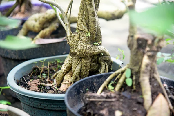 Ayrıntılı olarak Bonsai Ağacı ve kapatın