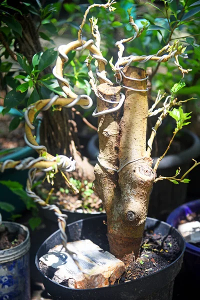 Ayrıntılı olarak Bonsai Ağacı ve kapatın