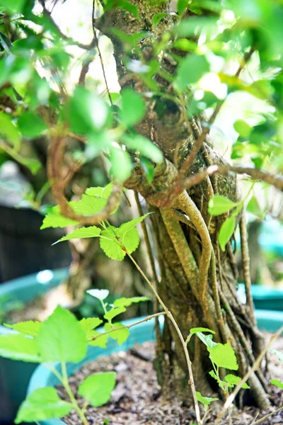 Ayrıntılı olarak Bonsai Ağacı ve kapatın