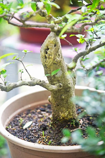 Ayrıntılı olarak Bonsai Ağacı ve kapatın